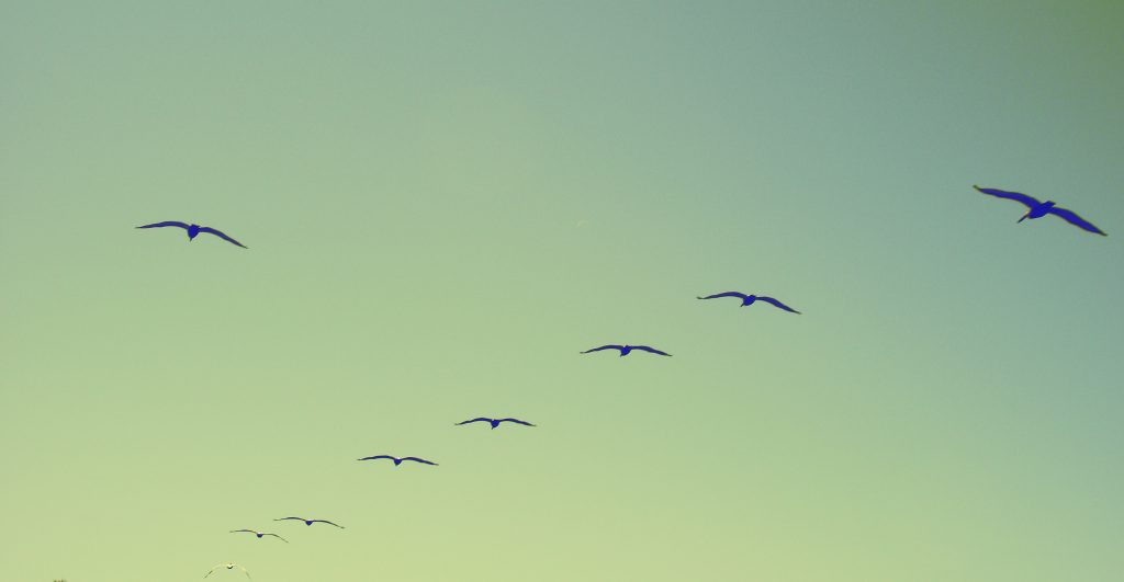 birds