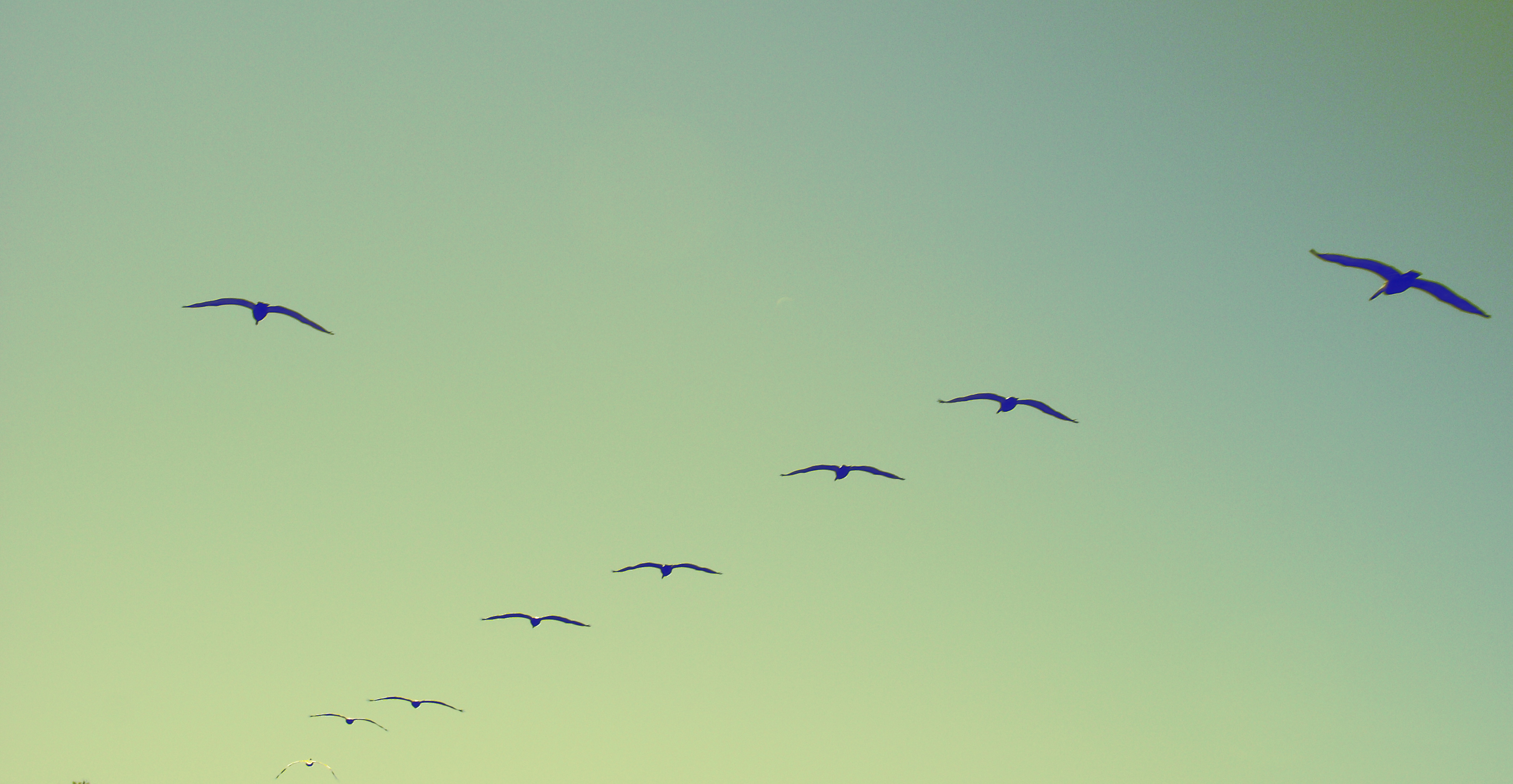 birds