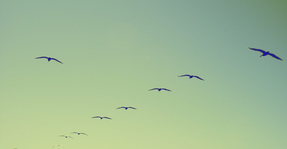 birds