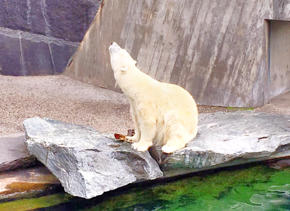 Eisbär